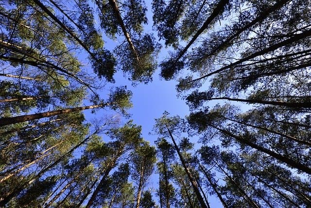 plants a tree that will give long-term results